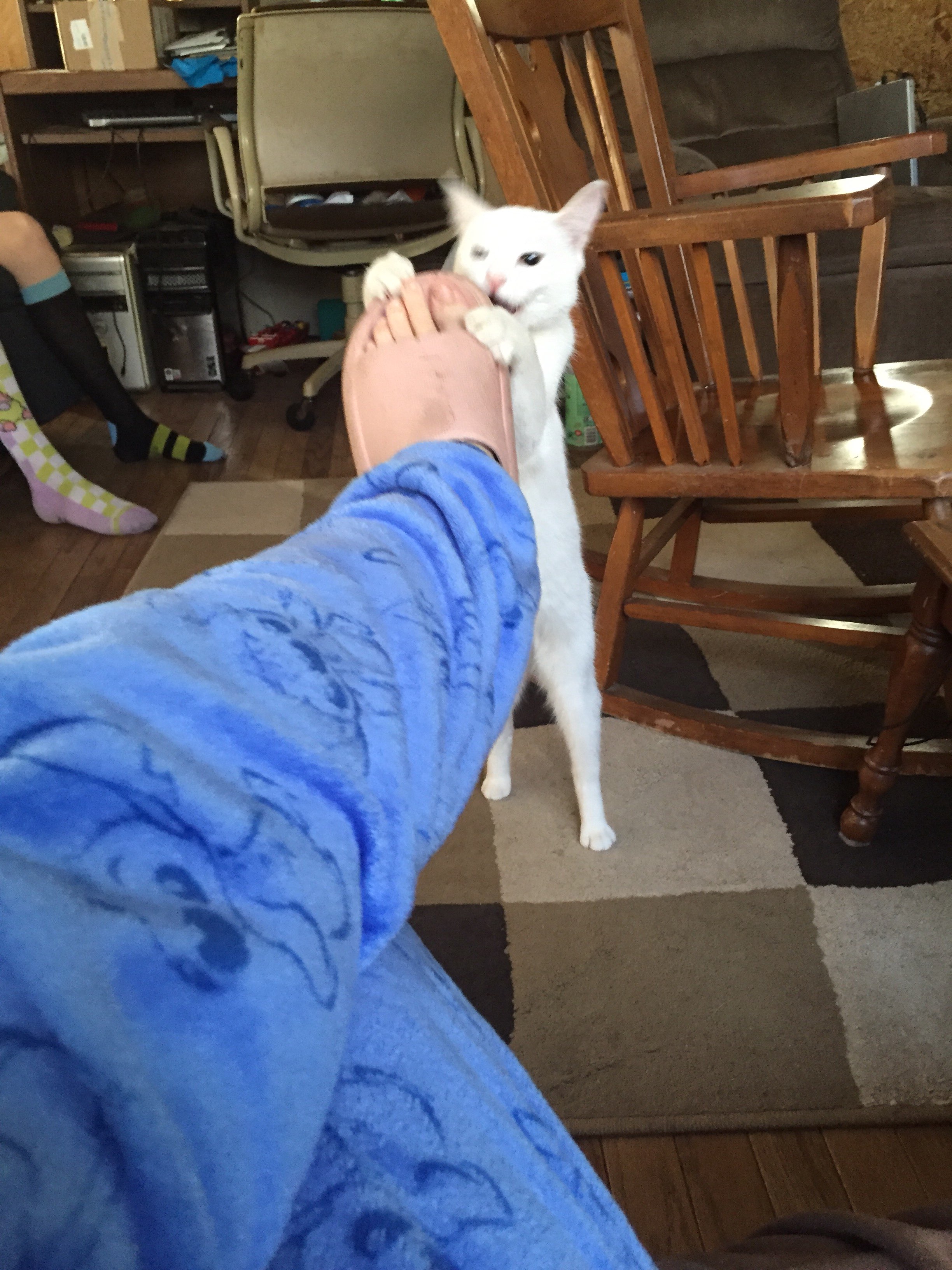 A cute kitty
