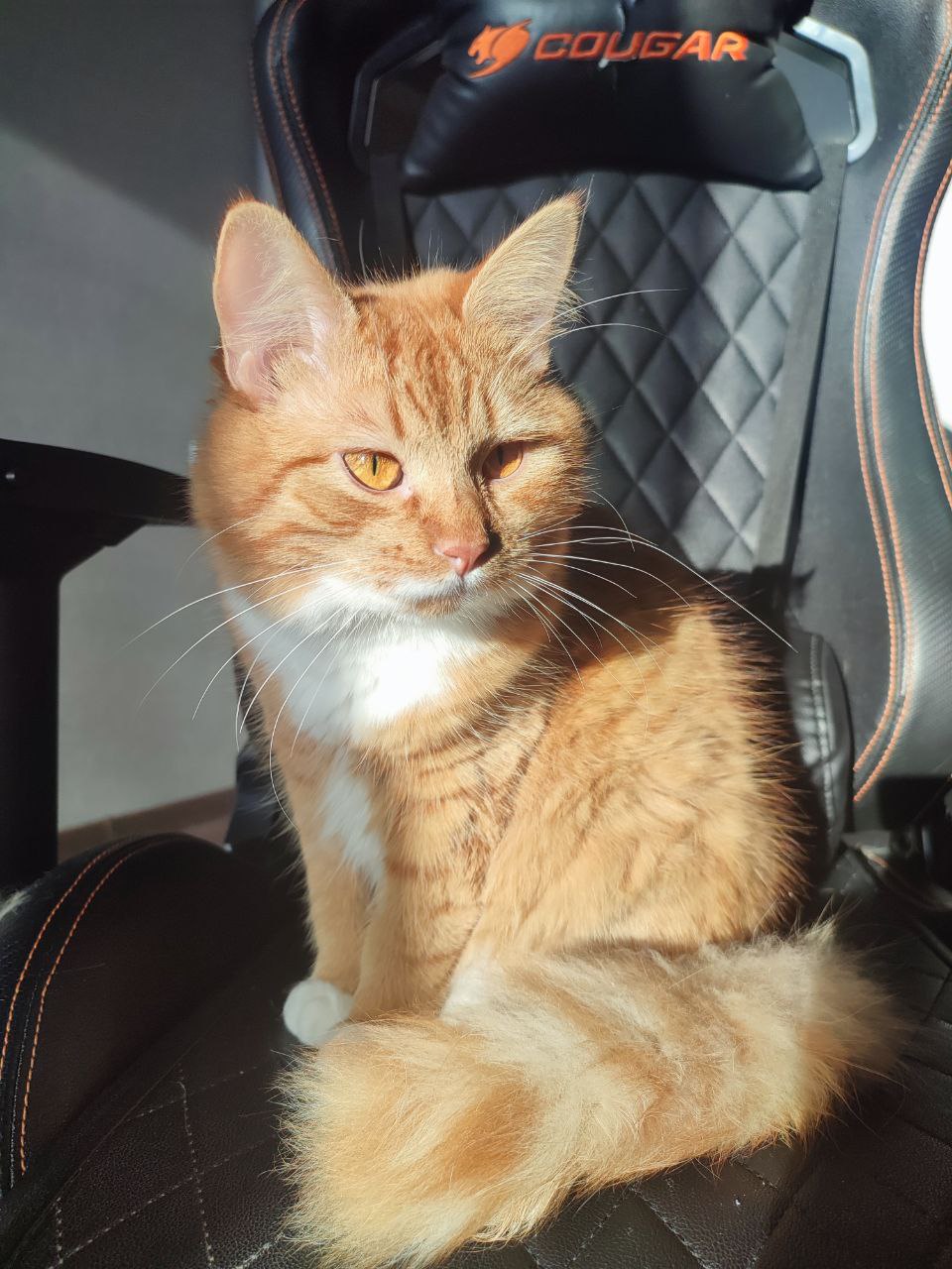 A cute kitty