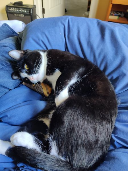A cute kitty
